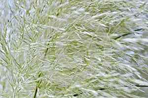 Details of the beautiful flower of Cortaderia sellowiana