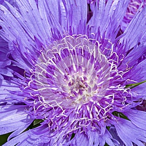 Details of the beautiful flower of the Stokesia laevis