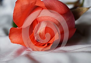 Details of a beautiful pink rose photo