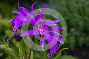 Details of a beautiful purple-pink garden orchid Pleione formosana