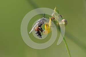 Details Bee on flower in search of nector photo