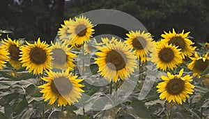 Details of big sunflowers wide open yellow petals