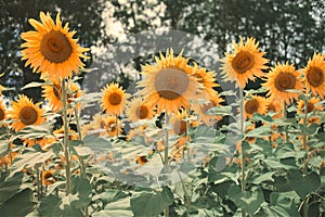 Details of big sunflowers wide open yellow petals vintage colors