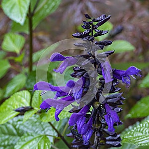 Details of the almost black flower buds and the delicate blue, purple flowers of the beautiful Salvia Pratensis plant or Veldsalie