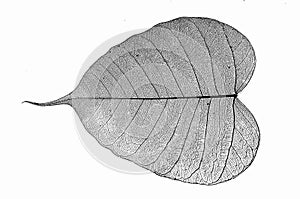 Details of black vein of bodhi leaf