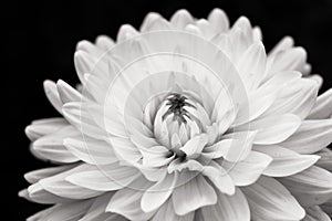 Details of blooming white dahlia fresh flower macro photography. Black and white dahlia photo emphasizing texture, contrast