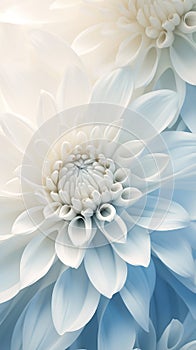 Details of blooming white dahlia fresh flower macro photography with copy space