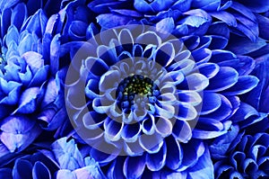 Details of blue flower for background or texture