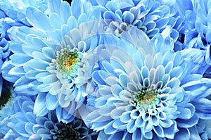 Details of blue flower for background or texture