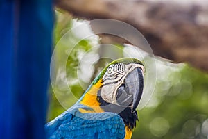 Details of a blue macaw