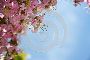 Blush colored blossoms