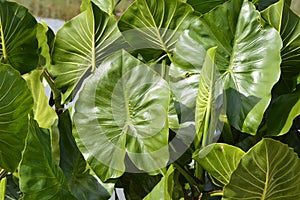 Details of branches of a tree in tropical climate, Caroni river and mountains on background of image.