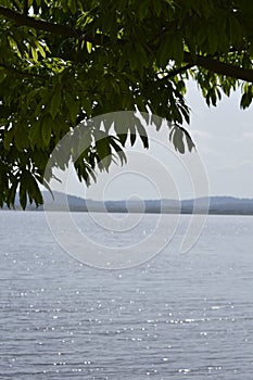 Details of branches of a tree in tropical climate, Caroni river and mountains on background of image.