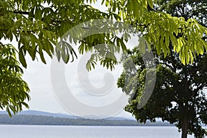 Details of branches of a tree in tropical climate, Caroni river and mountains on background of image.