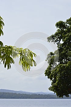 Details of branches of a tree in tropical climate, Caroni river and mountains on background of image.