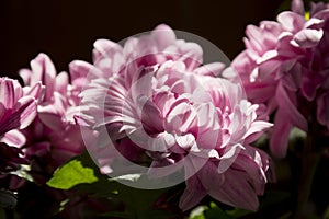 Details of bright pink chrysanthemum flowers