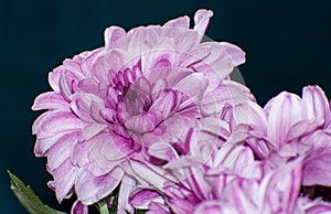 Details of bright pink chrysanthemum flowers