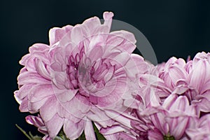 Details of bright pink chrysanthemum flowers