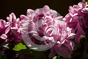 Details of bright pink chrysanthemum flowers