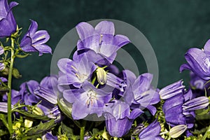 Details of bright wild campanula flowers