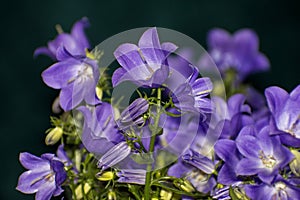 Details of bright wild campanula flowers