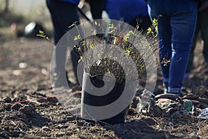 Details with a bucket full of tree sapling during a tree planting activity on a garbage soiled field