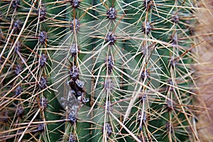 Details of a cactus along the Calchaqui Valley, Argentina