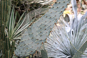 Details of cactus in greenhouse of Nikitsky Botanical Garden