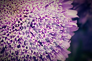 Details of Callistephus chinensis China aster or annual aster violet purple flower native to China and Korea