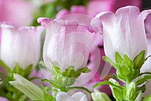 Details of campanula medium also called canterbury bells