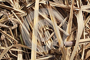 Details of the cane leaves on the harvest ground. photo