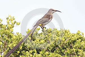 Details of a Cape Sugarbird