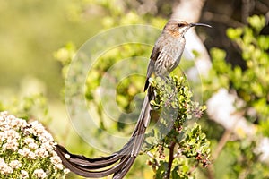 Details of a Cape Sugarbird