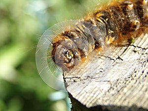 Details of caterpillar