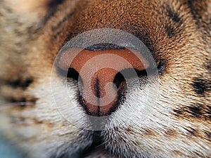 Details of cats nose