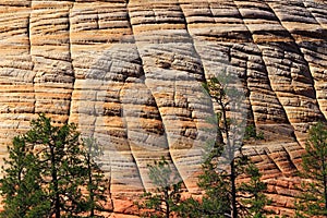 Details of Checkerboard Mesa Petrified Sanddune in Morning Light, Zion National Park, Utah, USA