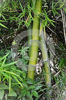 Details of Chusquea gaudichaudii bamboo in the forest photo