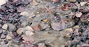 Details with the clear water of a running mountain stream during a cold and sunny winter day