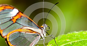 Details of clearwing butterfly with transparent `glass` wings Greta oto closeup photo