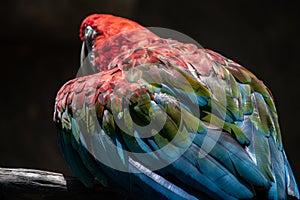 Details and close shoots of gorgeous multicolored macaw as bird fauna