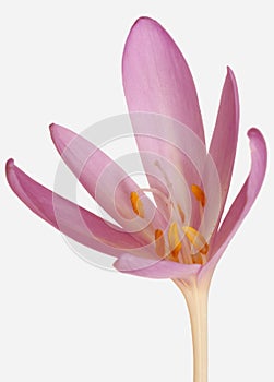 Details of Colchicum autumnale with stamens, pistils, anthers,