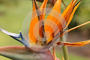 Close up details of the colors and textures on a tropical flower, bird of paradise, vibrant pink, orange and blue petals