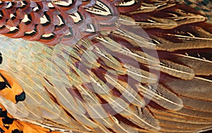 Details of Common Pheasant plumage (Phasianus colchicus) photo