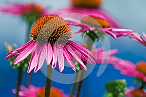 Details of Coneflower