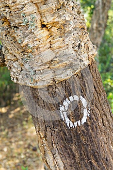 Details of Cork in a Sobreiro tree in Santiago do Cacem