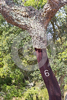 Details of Cork in a Sobreiro tree in Santiago do Cacem