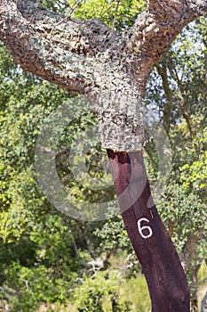 Details of Cork in a Sobreiro tree in Santiago do Cacem photo