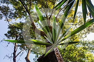 Details of Coyoacan CDMX