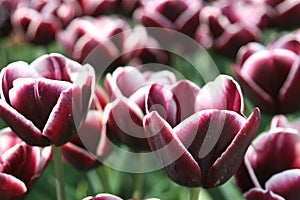 Exclusive Dutch tulips for the export industries, Noordoostpolder, Netherlands photo