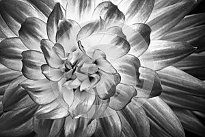 Details of dahlia fresh flower macro photography. Black and white photo emphasizing texture and patterns photo
